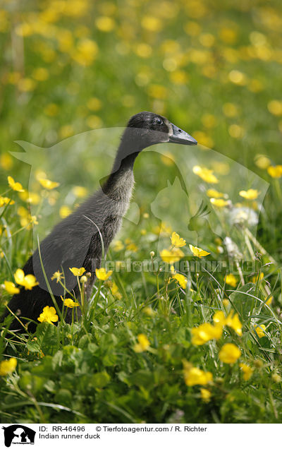 Indische Laufente / Indian runner duck / RR-46496