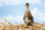 Indian runner duck