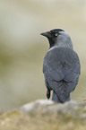 jack daw