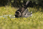 Jackdaw bathes in water bowl