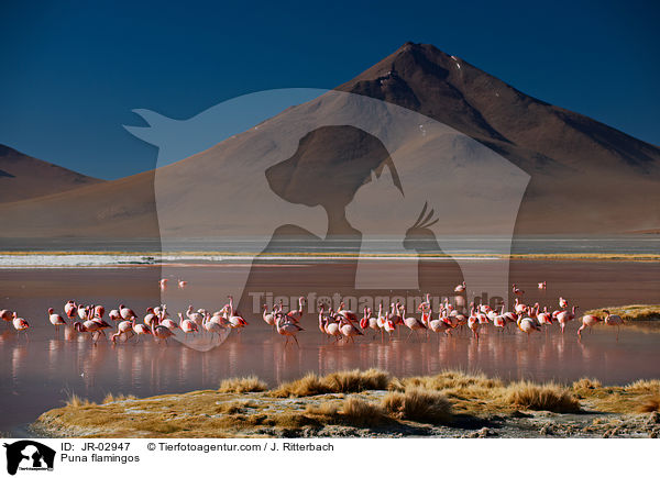 Puna flamingos / JR-02947