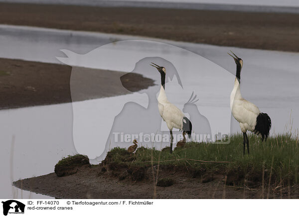 red-crowned cranes / FF-14070