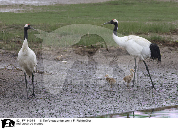 red-crowned cranes / FF-14074
