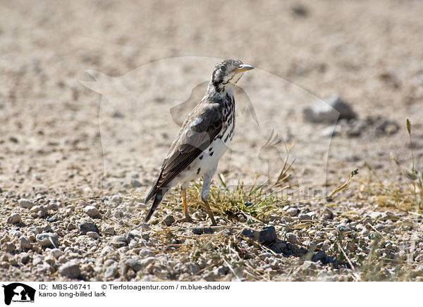 Karoo Langschnabel-Lerche / karoo long-billed lark / MBS-06741