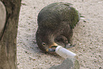 Kea