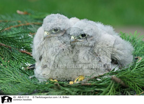 Turmfalken / common kestrels / AB-01112