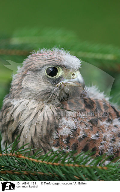 Turmfalke / common kestrel / AB-01121