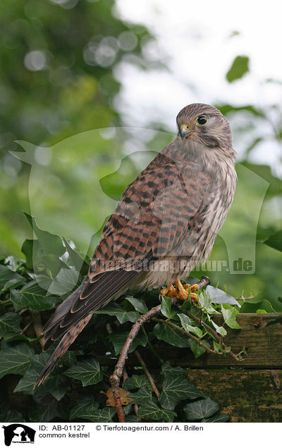 Turmfalke / common kestrel / AB-01127