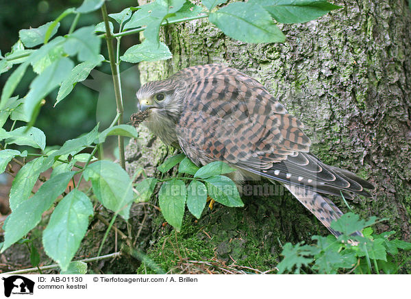 Turmfalke / common kestrel / AB-01130