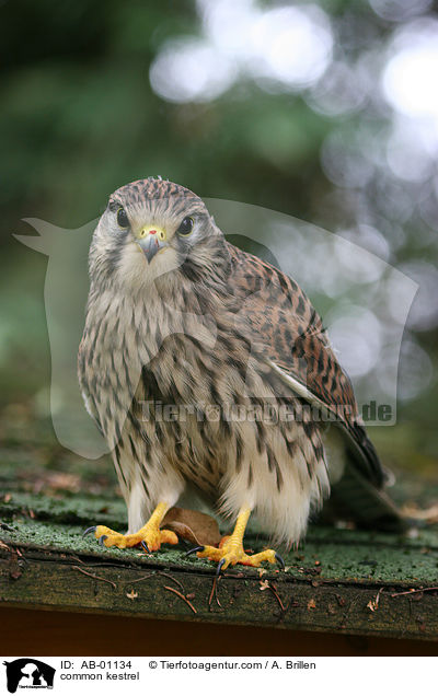 Turmfalke / common kestrel / AB-01134