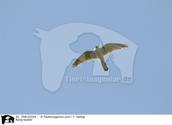 fliegender Turmfalke / flying kestrel / THA-02044