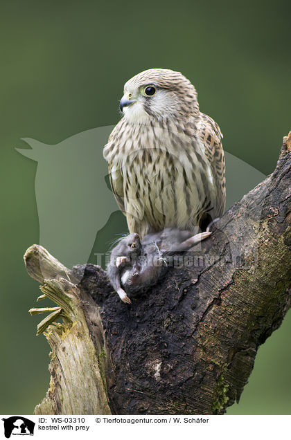 Turmfalke mit Beute / kestrel with prey / WS-03310