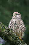 common kestrel