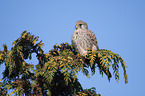 kestrel