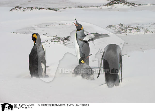 King Penguins / FLPA-03087