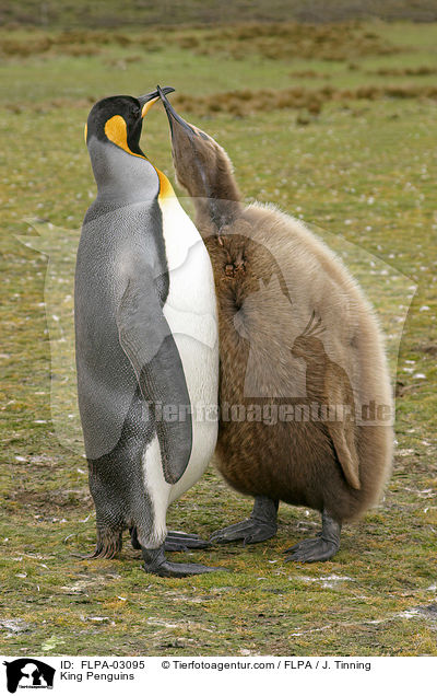 King Penguins / FLPA-03095
