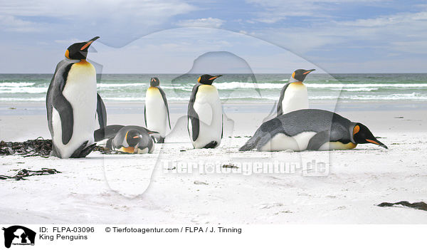 King Penguins / FLPA-03096