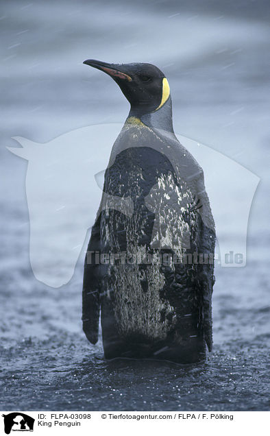 King Penguin / FLPA-03098