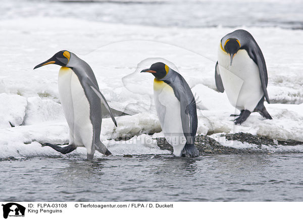 King Penguins / FLPA-03108