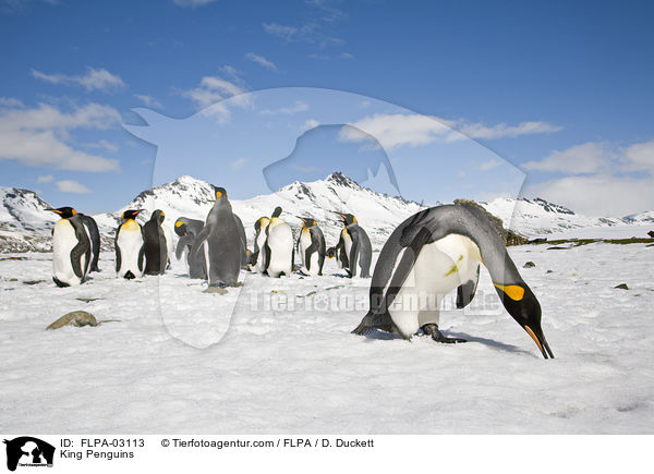King Penguins / FLPA-03113