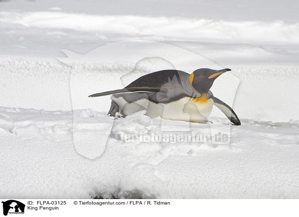 King Penguin / FLPA-03125