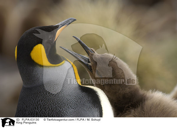 King Penguins / FLPA-03130