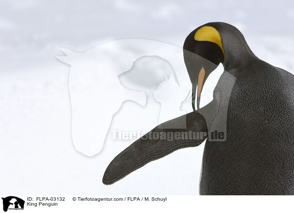 King Penguin / FLPA-03132