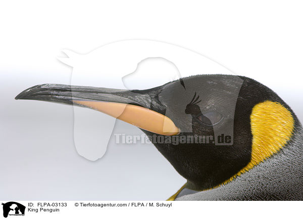 King Penguin / FLPA-03133