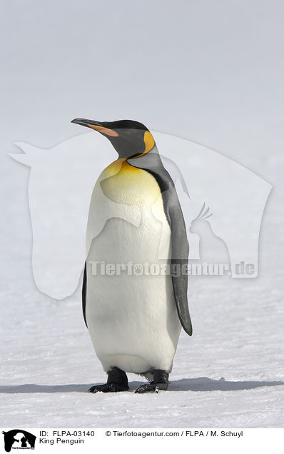 King Penguin / FLPA-03140