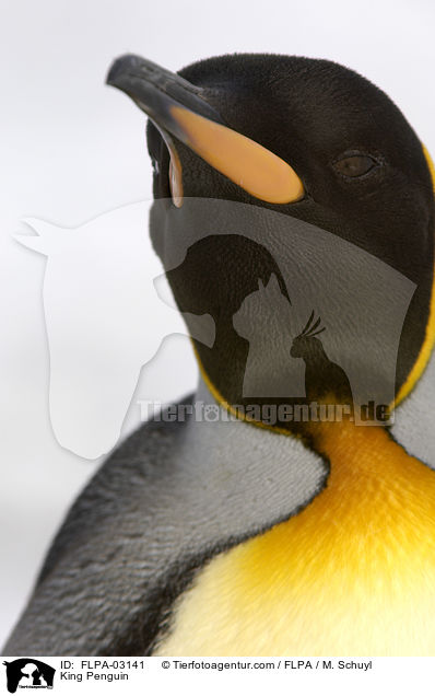 King Penguin / FLPA-03141