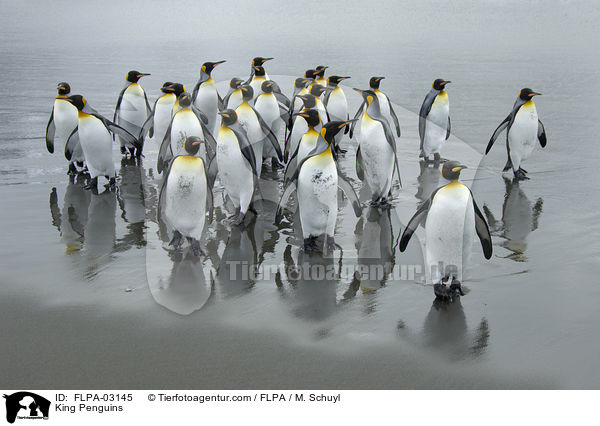 King Penguins / FLPA-03145