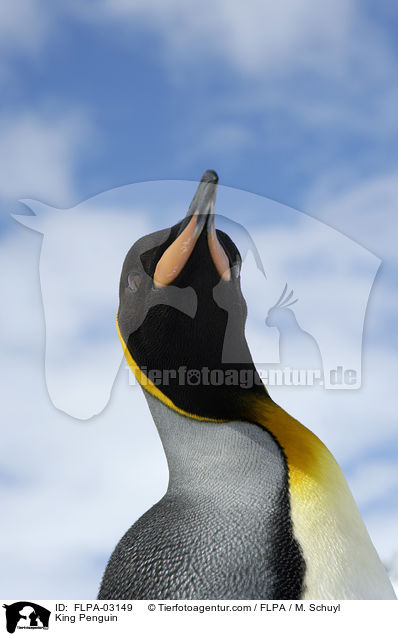 King Penguin / FLPA-03149