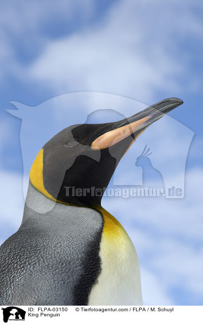 King Penguin / FLPA-03150
