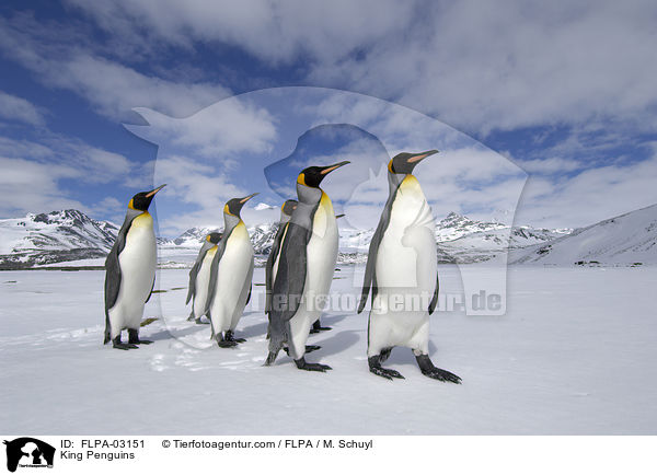 King Penguins / FLPA-03151