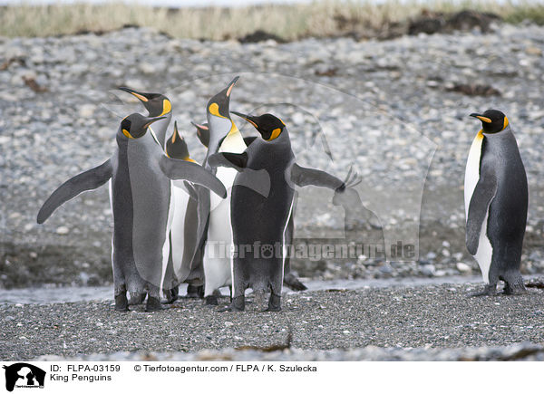 King Penguins / FLPA-03159