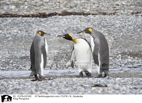 King Penguins / FLPA-03160