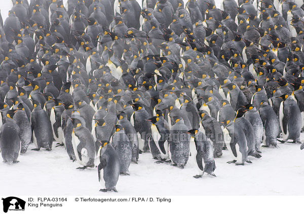Knigspinguine / King Penguins / FLPA-03164