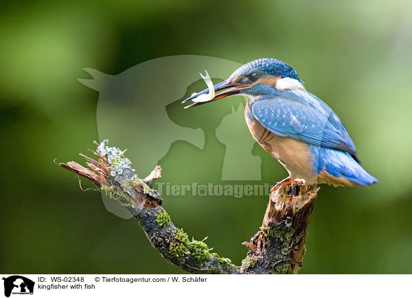 Eisvogel mit erbeutetem Fisch / kingfisher with fish / WS-02348