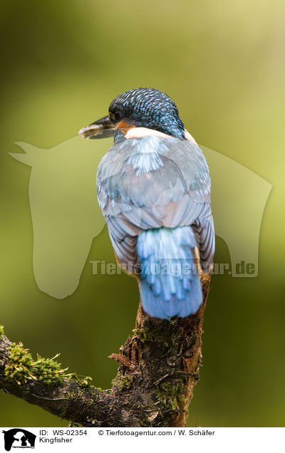 Eisvogel / Kingfisher / WS-02354