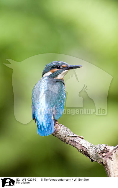 Eisvogel / Kingfisher / WS-02376