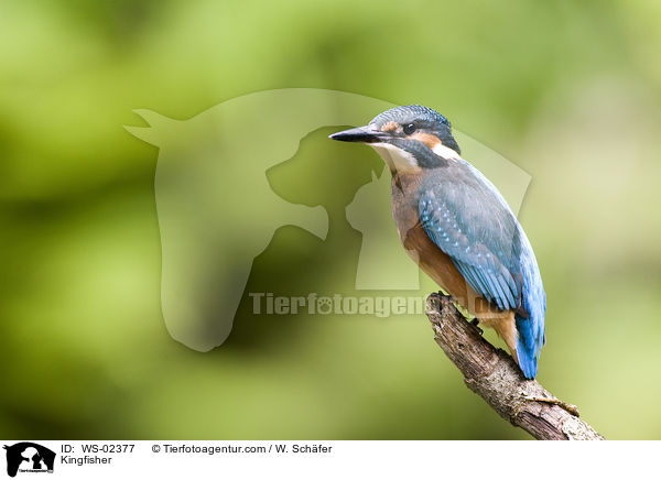 Eisvogel / Kingfisher / WS-02377