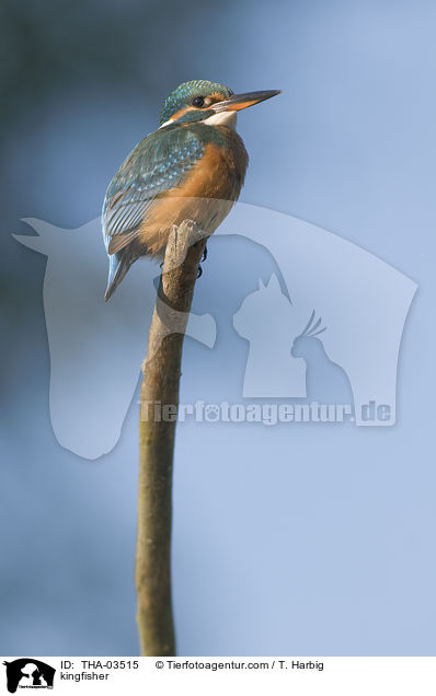 Eisvogel / kingfisher / THA-03515