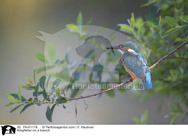 Eisvogel auf einem Ast / Kingfisher on a branch / FH-01118