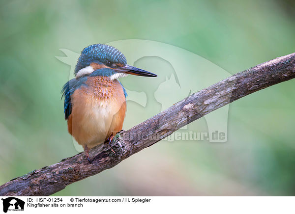 Kingfisher sits on branch / HSP-01254