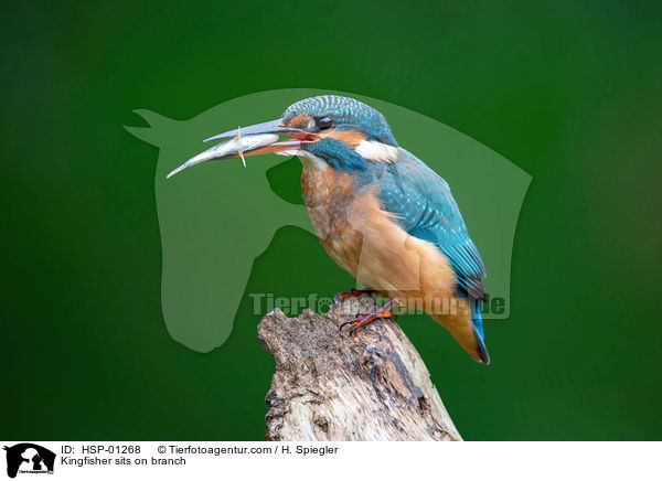 Kingfisher sits on branch / HSP-01268
