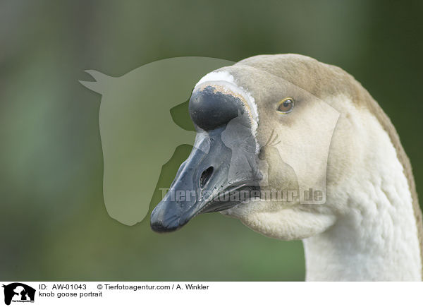 knob goose portrait / AW-01043