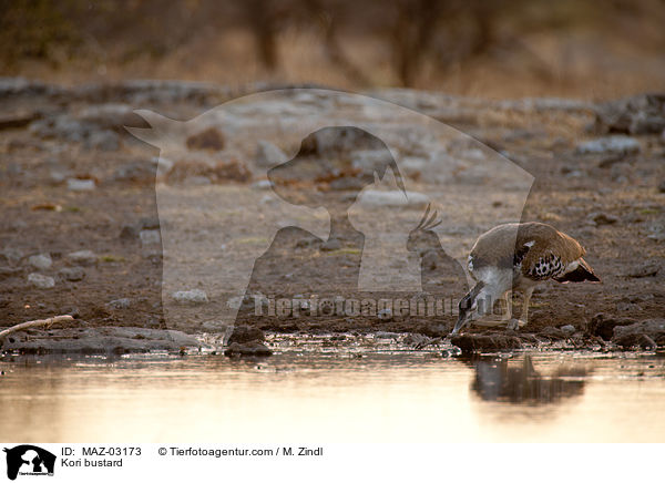 Riesentrappe / Kori bustard / MAZ-03173