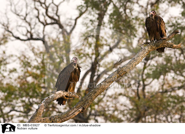 Ohrengeier / Nubian vulture / MBS-03927