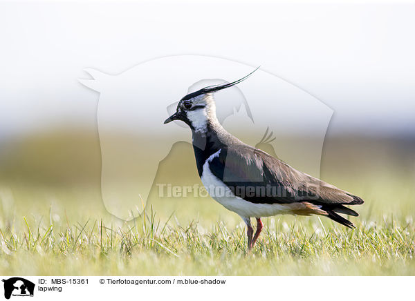 Kiebitz / lapwing / MBS-15361