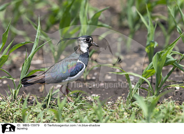 Kiebitz / lapwing / MBS-15979